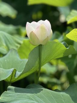 れんこんの花（愛西市）_2 蓮根,花,れんこんの写真素材