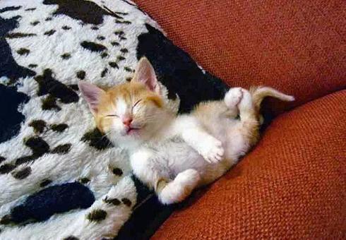 我が家の猫 我が家の猫の写真