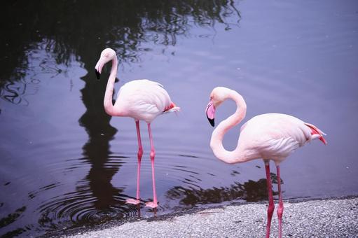 水辺で休むフラミンゴ 水辺で休むフラミンゴ フラミンゴ,鳥,動物の写真素材