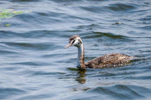 カイツブリの若鳥⒃ カイツブリの若鳥⒃の写真