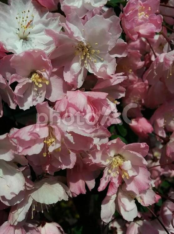 桜47　精神の美　cherryblossoms 桜,サクラ,さくらの写真素材