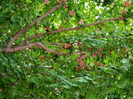 銀杏の実 銀杏の実 銀杏,イチョウ,実の写真素材