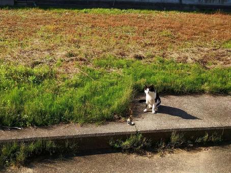 空き地の野良猫 空き地の野良猫の写真