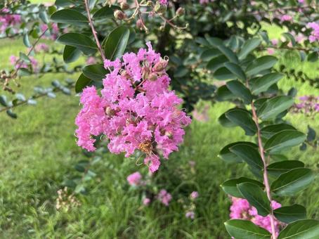ピンクの小さな花 ピンクの小さな花の写真
