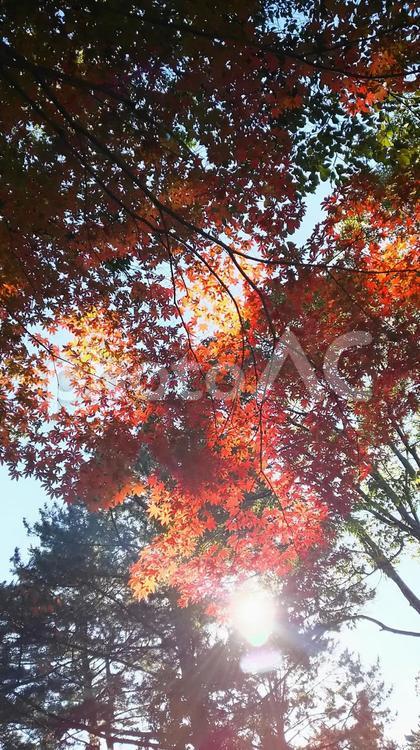 秋の木漏れ日 秋,自然,もみじの写真素材