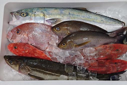 鮮魚　ハマチ　鯛 魚,鮮魚,鯛の写真素材