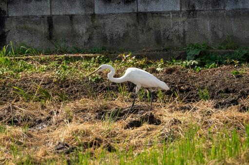 草地に佇む白いサギ サギ,白いサギ,シラサギの写真素材