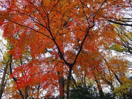 赤く紅葉した木 秋,紅葉,秋色の写真素材