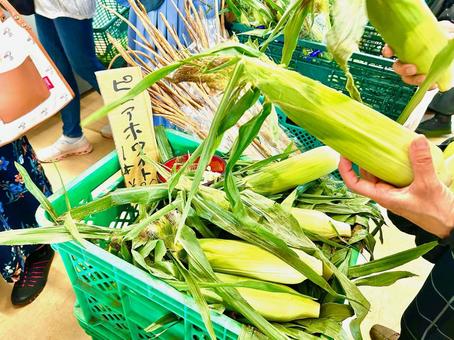 トウモロコシの写真素材 トウモロコシの写真素材 トウモロコシ,野菜,食べ物の写真素材