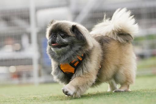 ペキニーズのポートレート 犬,ペキニーズ,小型犬の写真素材