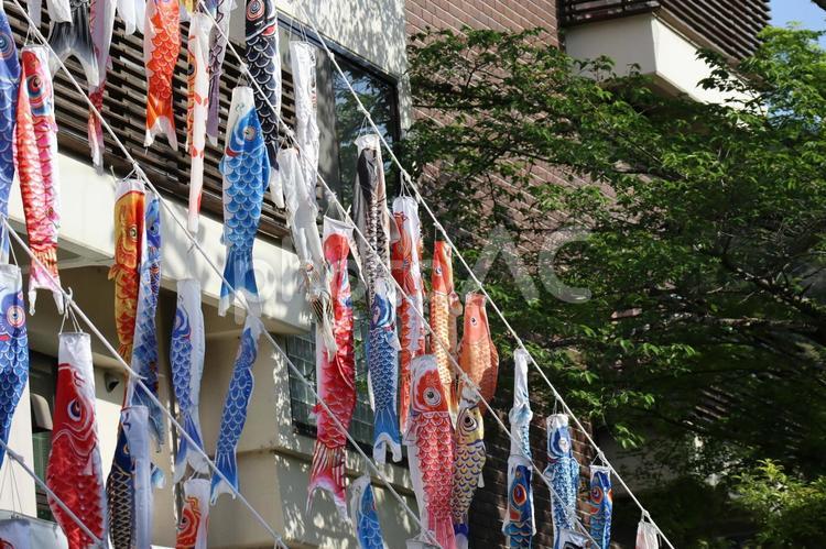 たくさんのこいのぼりの鯉のある建物 たくさん,こいのぼり,鯉の写真素材