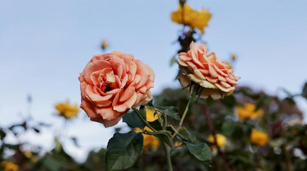 【花の写真】ばらの花 rose,植物,園芸の写真素材