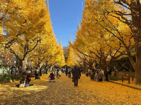 神宮外苑のイチョウ並木 神宮外苑,イチョウ並木,秋の写真素材