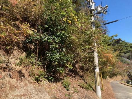 電柱と木々 電柱と木々の写真