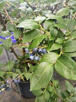 ブルーベリー ブルーベリー,ブルーベリー狩り,農園の写真素材