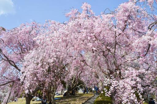 しだれ桜 しだれ桜の写真
