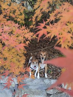 紅葉と僕達⑦ 犬,ビーグル,ジャックラッセルテリアの写真素材