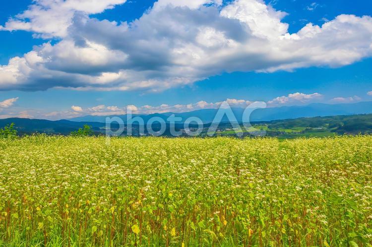 夏の信州そば畑 (長野県飯綱町) 夏,信州,そば畑の写真素材