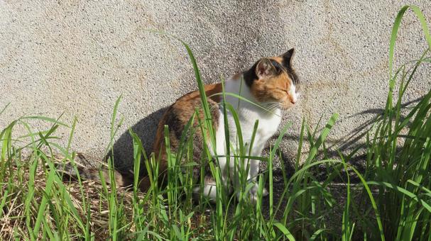 日向ぼっことお昼寝が日課の可愛い三毛猫 三毛猫,猫,日向ぼっこの写真素材