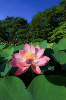 Photo, oga lotus, lotus, pink, 