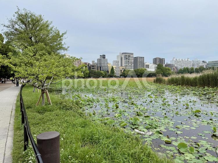 梅雨空の下蓮が生い茂る不忍池 不忍池,上野,上野恩賜公園の写真素材