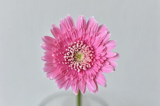ピンクガーベラ ピンクガーベラ の写真