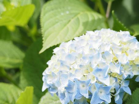Photo, hydrangea, light blue, rainy season, 