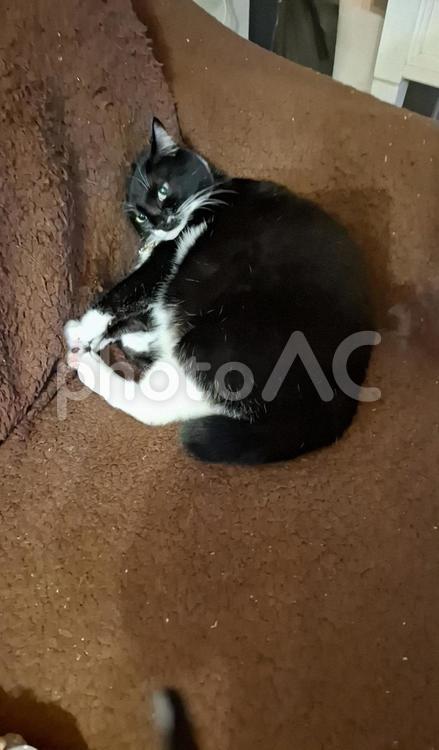 猫　そろそろ寝る支度 生き物,動物,ペットの写真素材