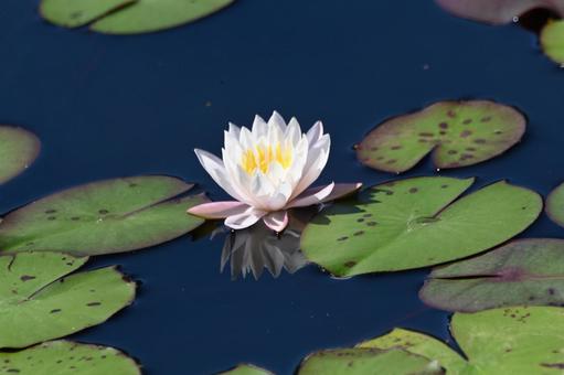 睡蓮の花が綺麗ですよの写真