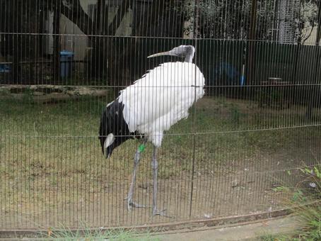 檻の中の鳥 檻の中の鳥の写真