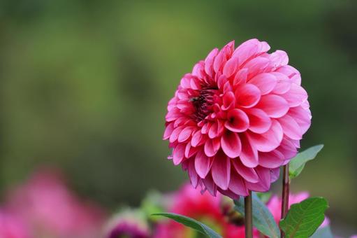 ダリア-4 ダリア-4 ダリア,花,秋の写真素材