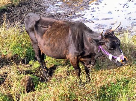 牛の放牧 阿蘇,牛,放牧の写真素材