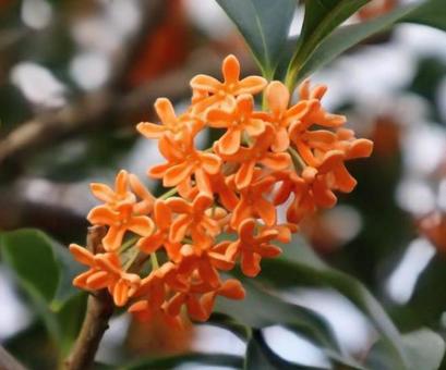 黄金みたい 金木犀,花,flowerの写真素材