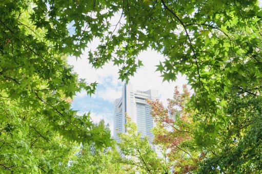 木々とランドマークタワー 木々とランドマークタワー ランドマークタワー,空,雲の写真素材
