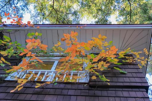 紅葉 紅葉 紅葉,シラキ,赤の写真素材