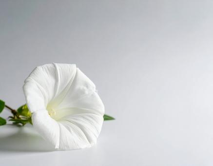 白い朝顔の花 白い朝顔の花の写真