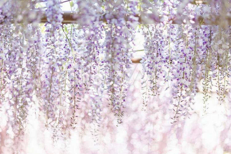 キラキラ輝く藤の花 花,藤,フジの写真素材