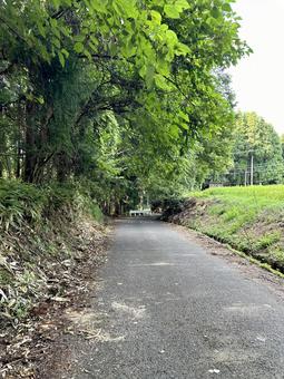 夏の田舎の道 夏の田舎の道の写真