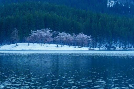 250423津南町中子の桜 250423津南町中子の桜の写真