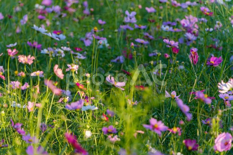 秋桜の輝く群生 秋桜,花,花びらの写真素材