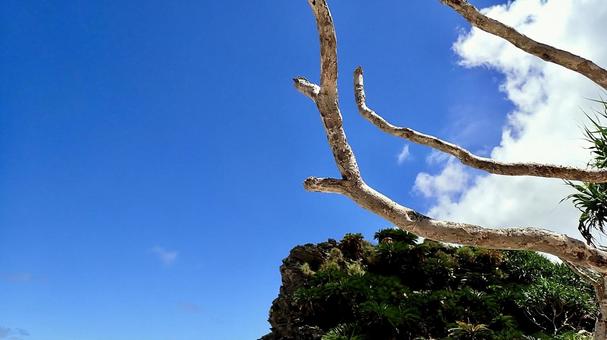 沖縄に生えているアダンの木 沖縄に生えているアダンの木 アダン,木,空の写真素材