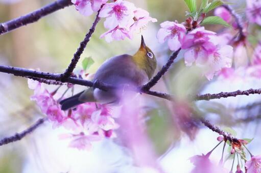 桜の蜜を吸うメジロ 桜,メジロ,春の写真素材