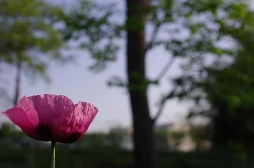 花 花の写真