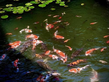 錦鯉 錦鯉 鯉,池,錦鯉の写真素材