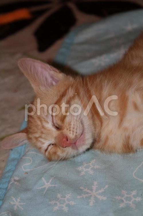 子猫のお昼寝タイム 子猫,茶トラ,ネコの写真素材