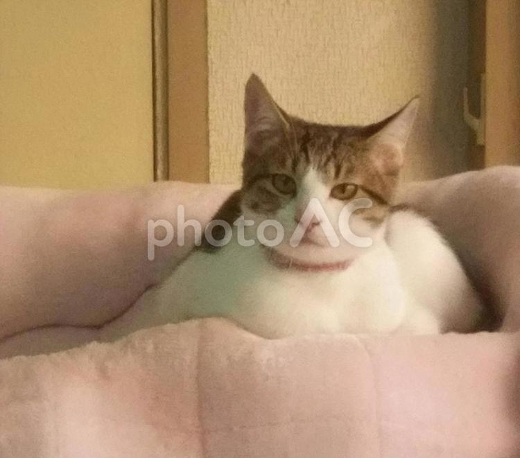 ねこ ペット,可愛い,動物の写真素材