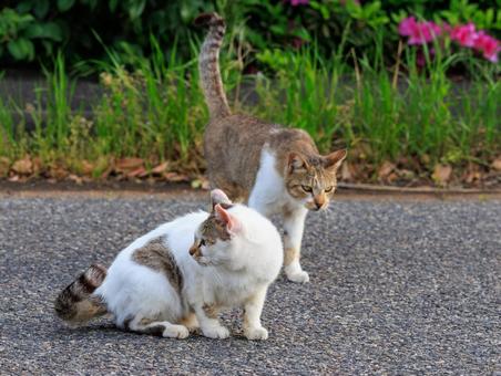 いつも仲良しな野良猫です。 いつも仲良しな野良猫です。の写真