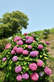 紫陽花 青空 紫陽花 青空の写真
