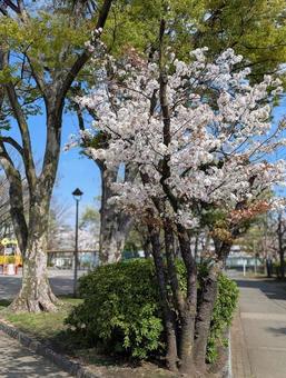 Photo, cherry blossoms, yoshino yoshino, tajima danchi, 