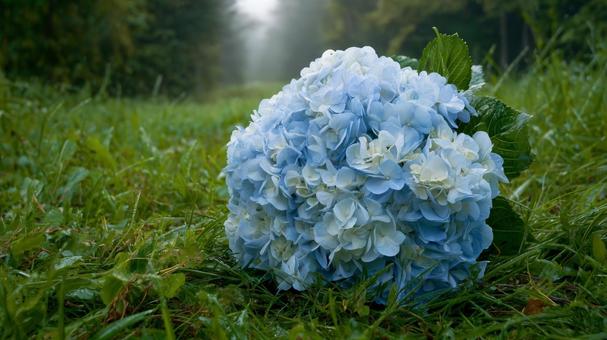 森の中の紫陽花のブーケのイメージ 森の中の紫陽花のブーケのイメージの写真